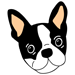 Boston Terrier